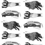 Il linguaggio della natura: l’arte di Idrami Animabili.
