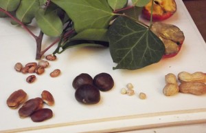 scambio-semi-Sulmona